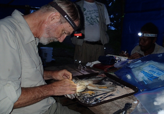 Southwestern Ornithological History, Climate Change, and the Birds of the Zuni Mountains of New Mexico