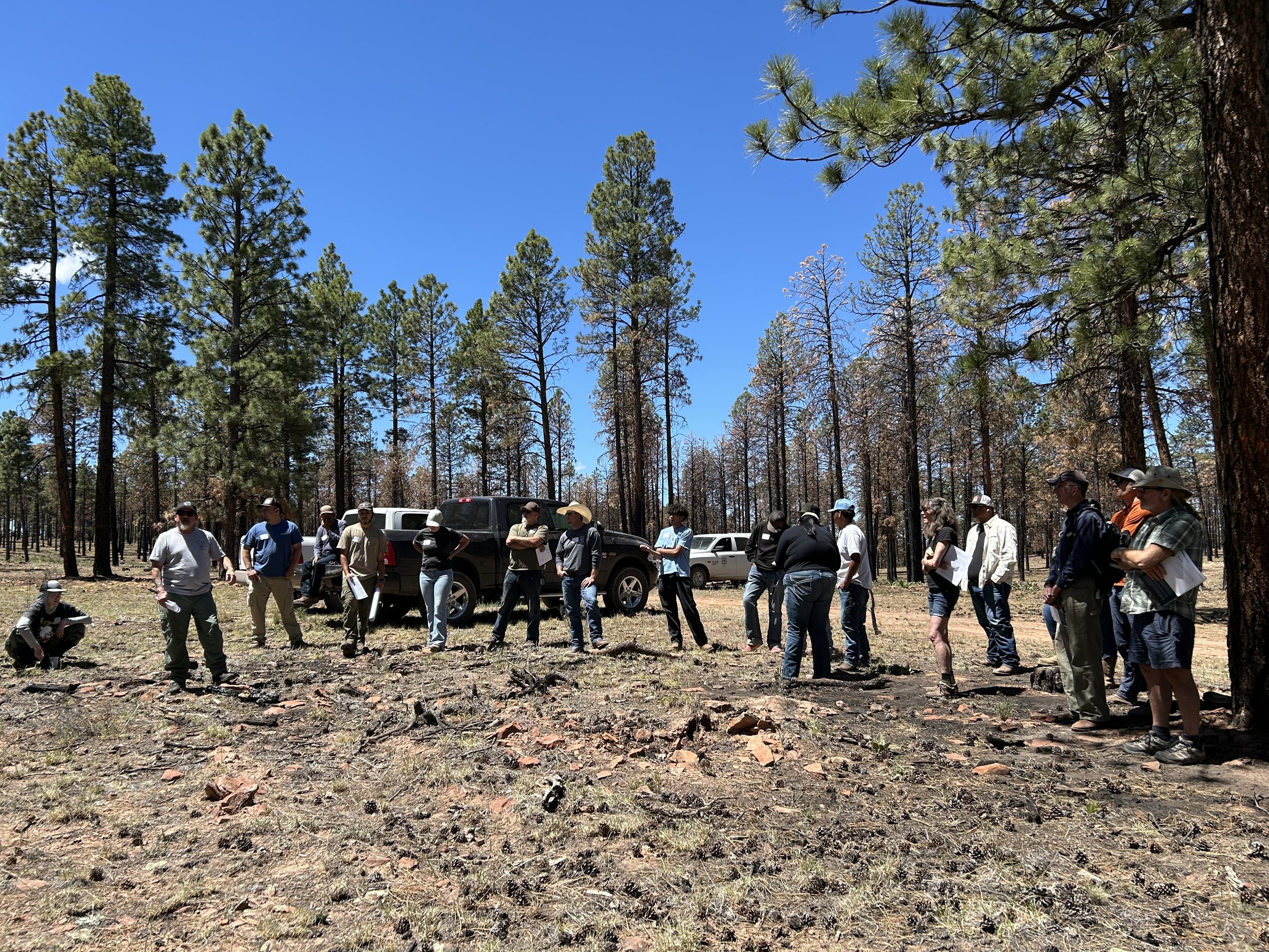 At the first stop, tour attendees were able to view the Merrill Fire scar, including where the fire moved up a drainage and burned trees (see brown tree canopies on the right side of the photo) before encountering the McQue 1 forest thinning treatme