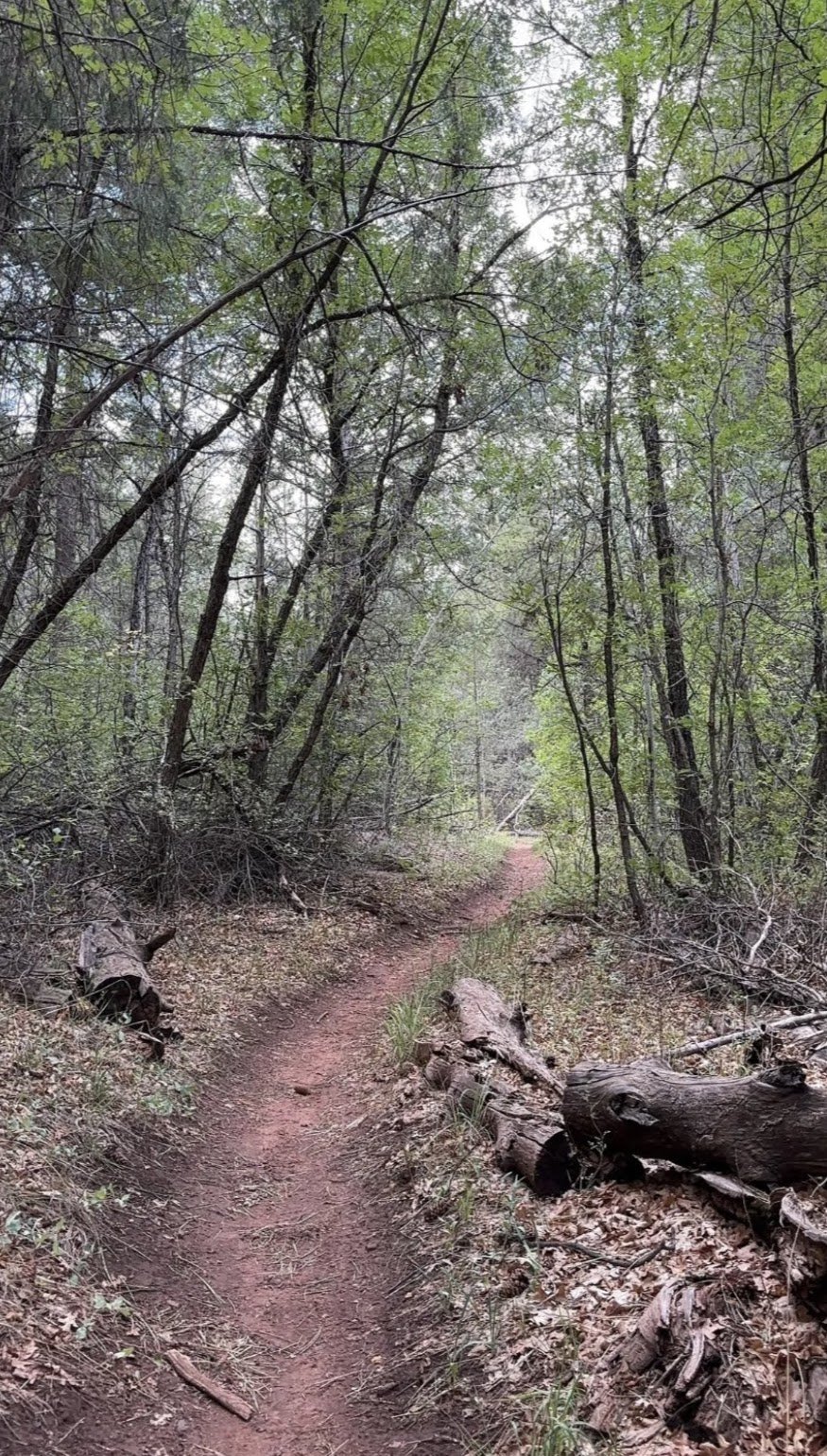  A closed canopy and mixed conifer species (such as douglas fir and ponderosa pine) are key indicators that you may be in suitable MSO roosting habitat. These conditions can be found along the Quaking Aspen Trail, south of the QA Campground 