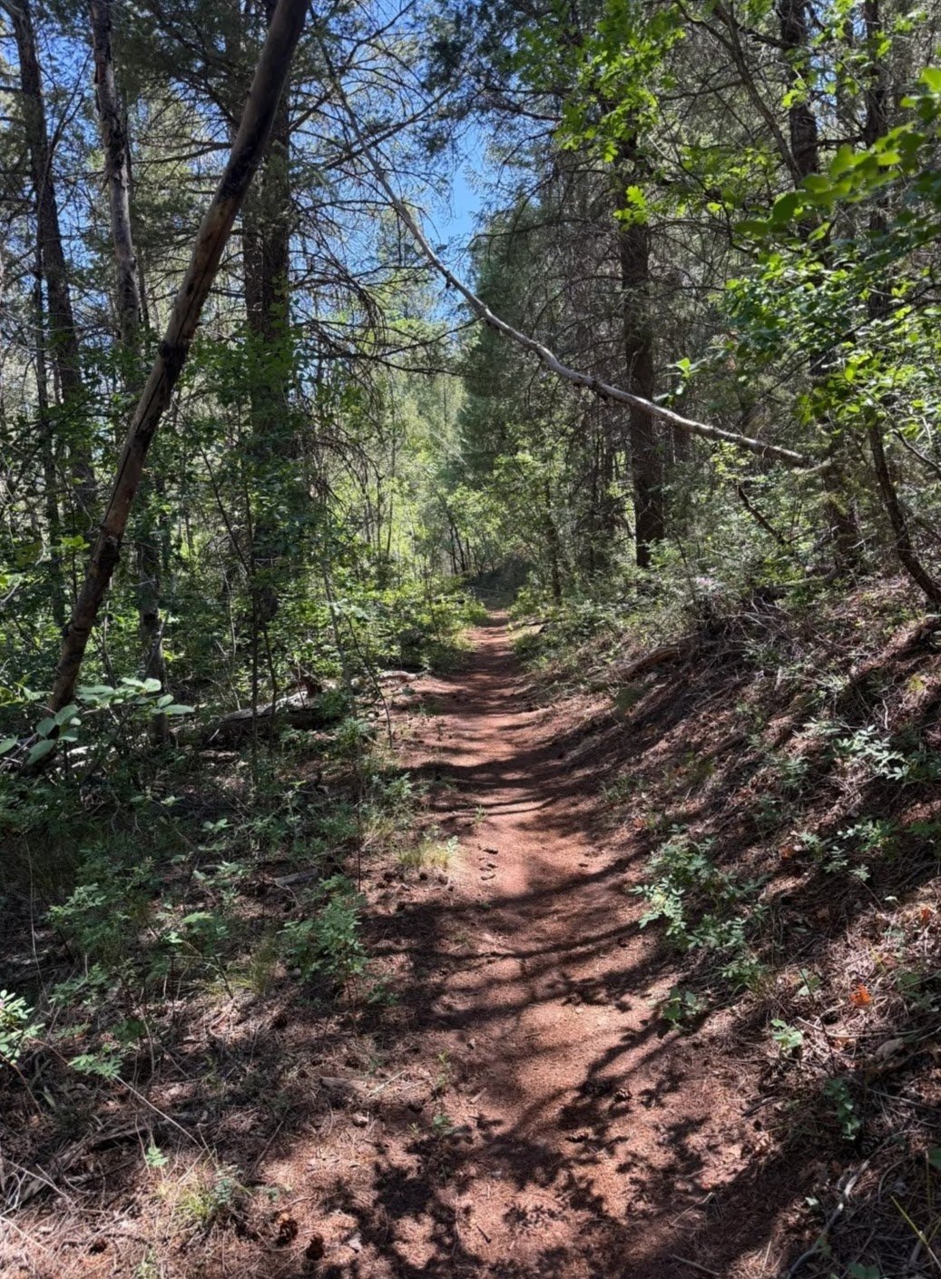 Tour attendees walked from open ponderosa pine to closed mixed conifer forest to discuss future plans to thin the trees around the edges of MSO PACs to reduce fire risk and improve foraging habitat 