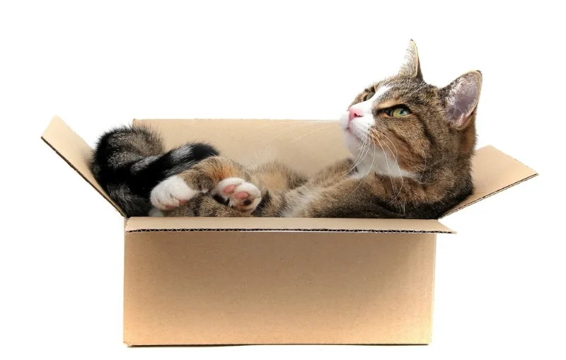 Cat in a Moving Box