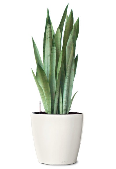 silver-queen-snake-plant-small-ornamental-plant-sanseveria-silver-queen-realornamentals.com-web.jpg