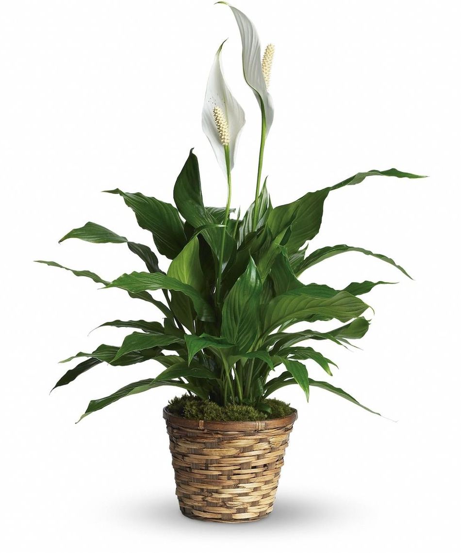peace-lily-plant.jpg