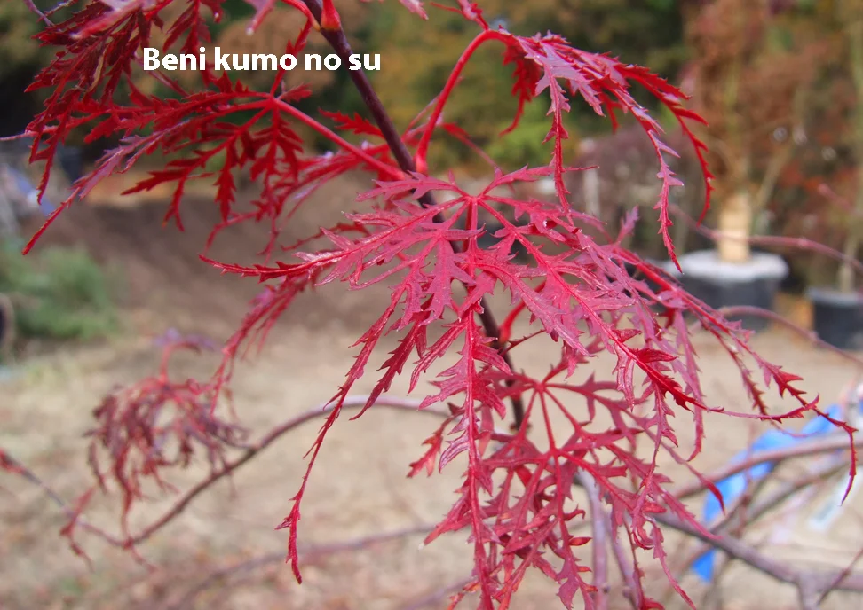 Beni kumo no su.jpg