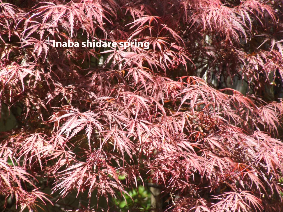 Inaba shidare spring.jpg