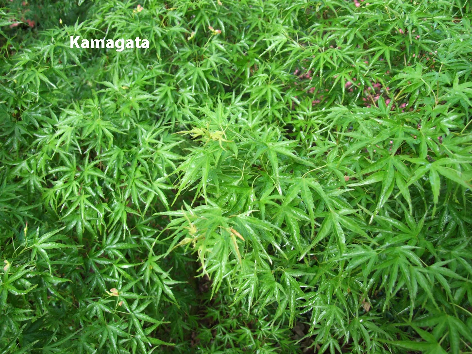 Kamagata.jpg