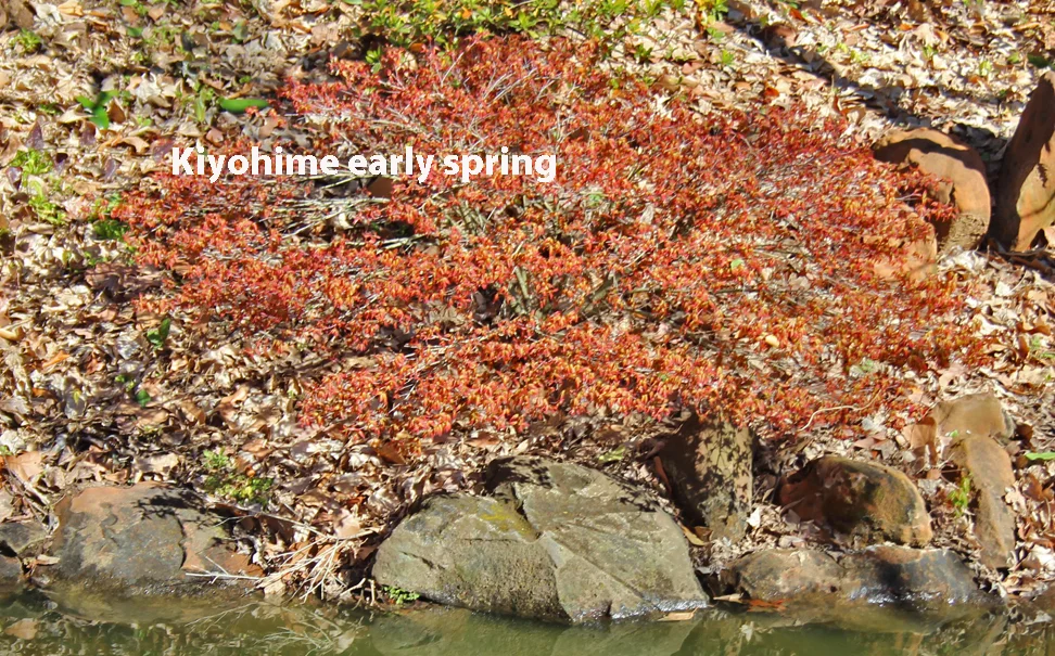 Kiyohime early spring.jpg