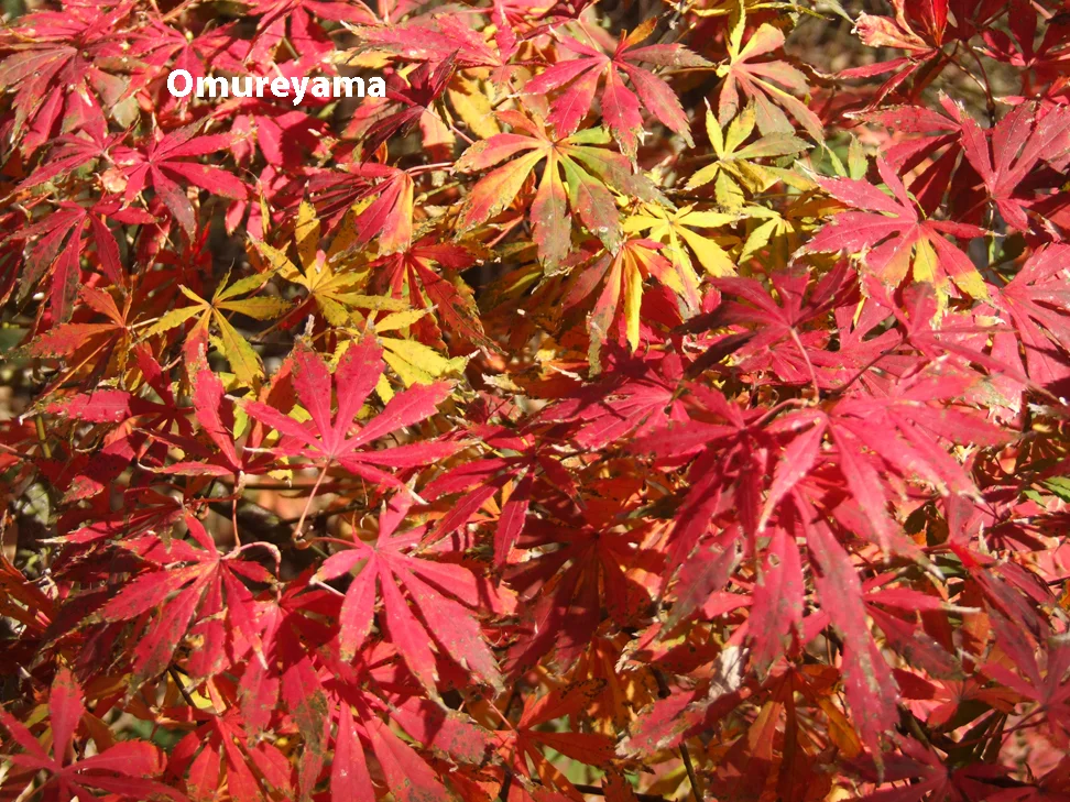 Omureyama 2.jpg