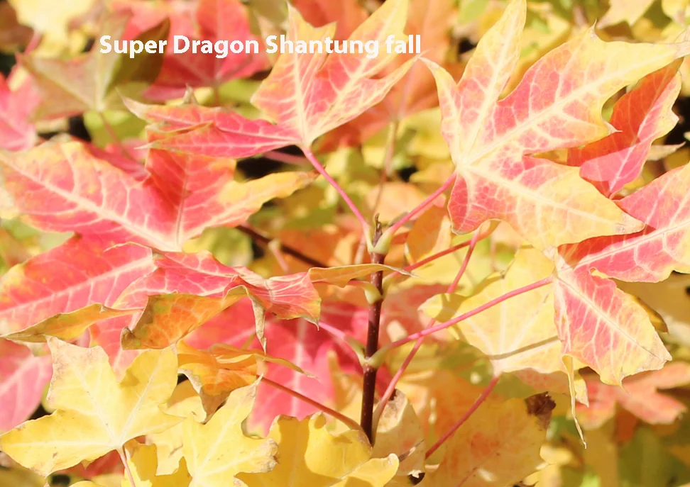 Super Dragon Shantung fall.jpg