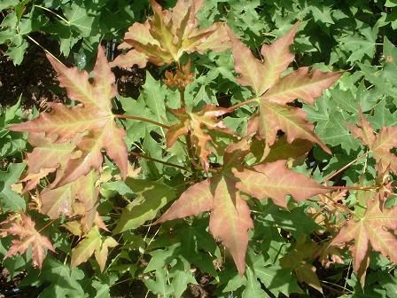 Spring Color on 'Fire Dragon'