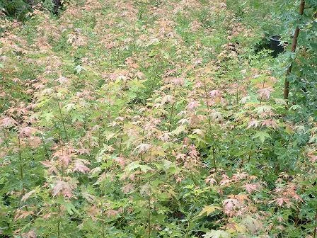   Hundreds of young 'Fire Dragon'  &nbsp;grafts with late spring color in 2005 turning from burnt orange to a orange-pink.   &nbsp;&nbsp;   Shantung maples grow 2 to 5 feet per year.   This tree has a superior root system with no faults except it &nb