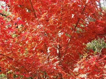 In 2009 we saw a new fall color for 'Fire Dragon '. After 27 inches of rain in just the last 10 weeks, and endless clouds, and the first actual fall feeling temperatures in many years, some turned a brilliant orange, before turning red!