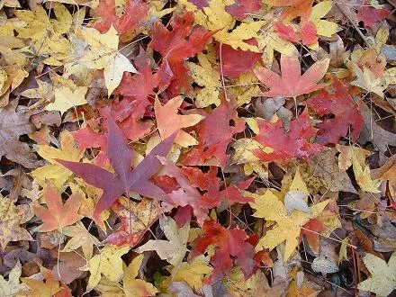  Large Shantung are not messy and will drop all leaves and cover the ground with color. They are easy clean-up compared to other trees and decompose quickly. Here are regular and 'Fire Dragon ' &nbsp;leaves after leaf drop.  Acer truncatum has been u