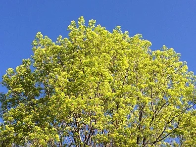 Spring Blooms