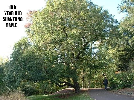   Here is a picture of an Acer truncatum, Shantung Maple that Keith Johansson photographed at the Morris Arboretum, PA. It is a beautiful tree, grown with its natural low trunk shape. It was at the Arboretum at least by 1916 but probably there in 190
