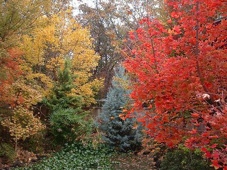  'Fire Dragon' &nbsp; Shantung maple in fall 2006 on the right with a regular Shantung, left.  Named after the revered symbol of its home country, China, the Dragon is considered a benevolent creature that brings rain! 