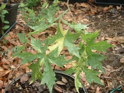   Here is a variegated Acer truncatum that Keith found. &nbsp;Keith has many other test plants and hopes to introduce more cultivars soon.&nbsp;&nbsp;  
