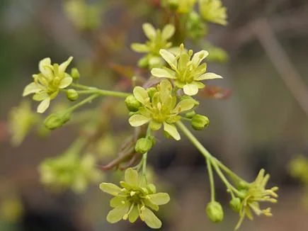 A close-up of a Shantung maple's half-opened cluster of small flowers.