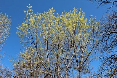 The early spring blooms are bright and very nice on Shantung maples and this picture does not do it justice. Most observed flowers are male flowers so 'volunteer' seedlings have not been an issue. When you compare a Shantung maple to other shade trees it will always come out on top. It takes the heat, cold, wind, ice, bad soils, doesn't get too big, doesn't have surface roots, is long-lived, nice blooms, nice looking bark, nice leaf, doesn't produce many seeds, and has brilliant fall colors. 