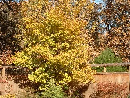   A Shantung maple seedling  &nbsp;  in fall color. This beautiful tree has been grown with its natural shape and is in my display garden. The shape of a Shantung maple can be affected by its location but will eventually become rounded when given the
