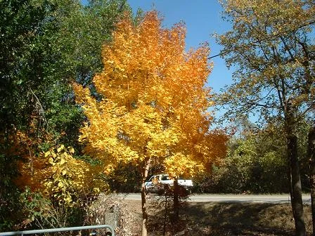   Shantung in glorious fall color at the entrance to Metro Maples.&nbsp; We have the largest Shantung maples in the DF/W area to look at.  