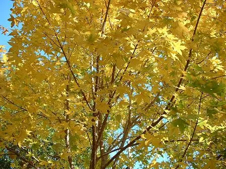  Here is a close-up of a regular seedling-grown Shantung maple. &nbsp;I  t is as good a yellow as it gets.&nbsp; Some years a mix of oranges and reds combine with the yellow.  