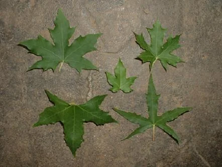   Metro Maples - Shantung Maple Cultivars:    Fire Dragon � &nbsp;Shantung maple (top left). Sales started in fall 2006.    Golden Dragon (top right). &nbsp;Sales started in fall 2009.    Skinny Dragon (bottom right).&nbsp;Sales started in fall 2009.
