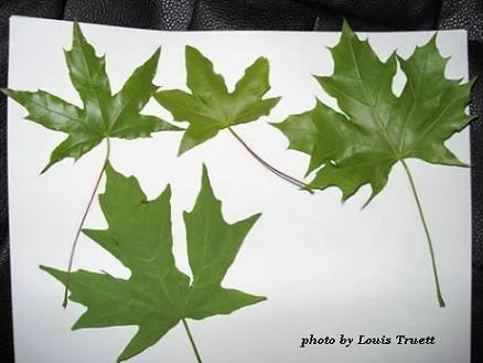   WARNING:  &nbsp;There are several garden centers and especially home improvement garden centers that are selling inferior maples that are labeled as Shantung maples.     The two top left leaves are Shantung maples. The top right is a Norway maple t