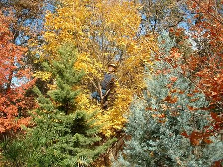   Here is our founder, Keith Johansson, 'King of the Shantung'.  &nbsp; (Current number of Shantung I have personally grown over 21 years:&nbsp; 33,411)    This Shantung (ten years old as shown) was grown from seed in 1995 and planted in the year 200