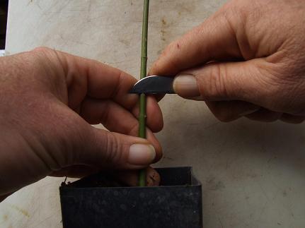   Position knife to cut down on the understock. You will cut about the same length as you did on the branch. &nbsp;    The understock should already be growing many new, white roots.  