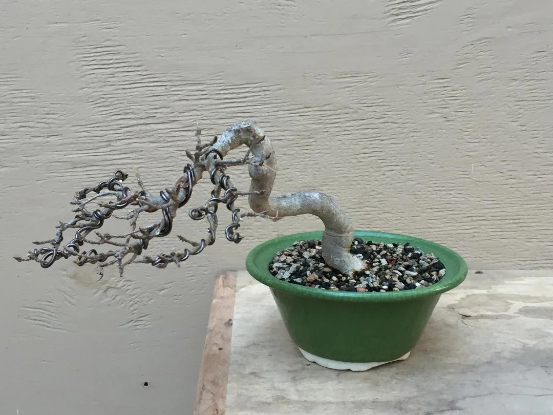  Acer buergerianum, Trident Maple
