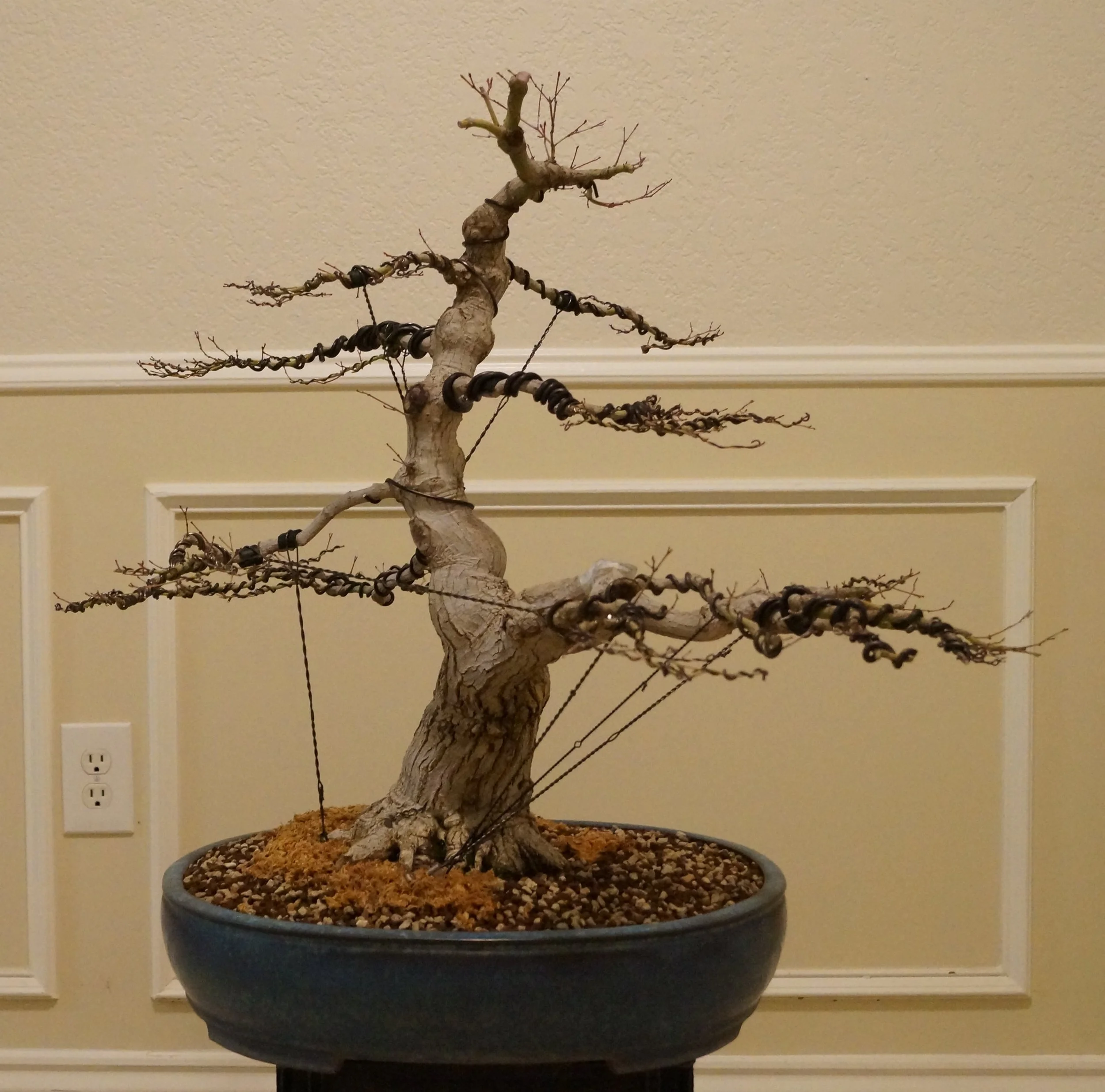 Maple Bonsai Winter Silhouette Show — Metro Maples