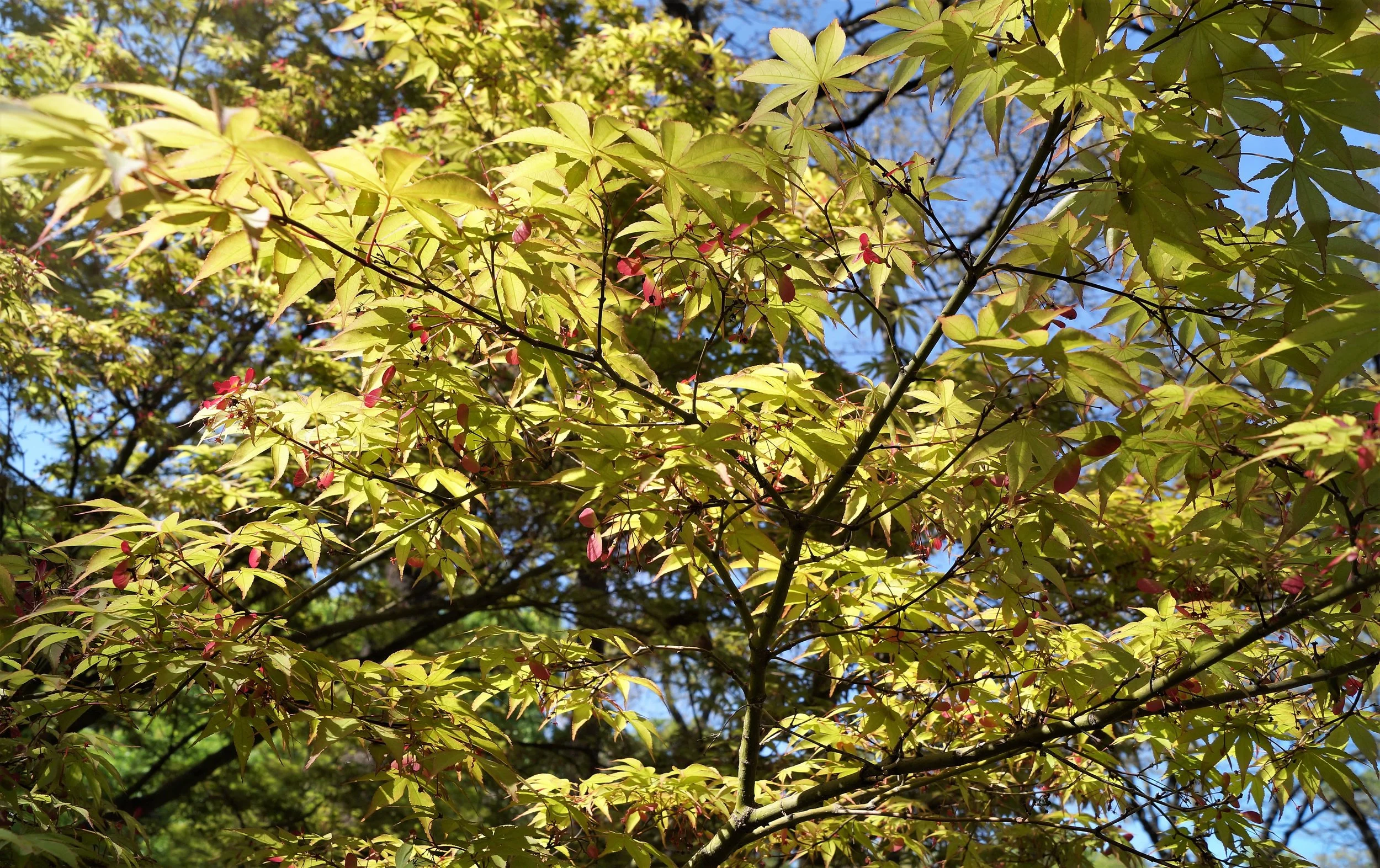 Beautiful Maples in April! — Metro Maples