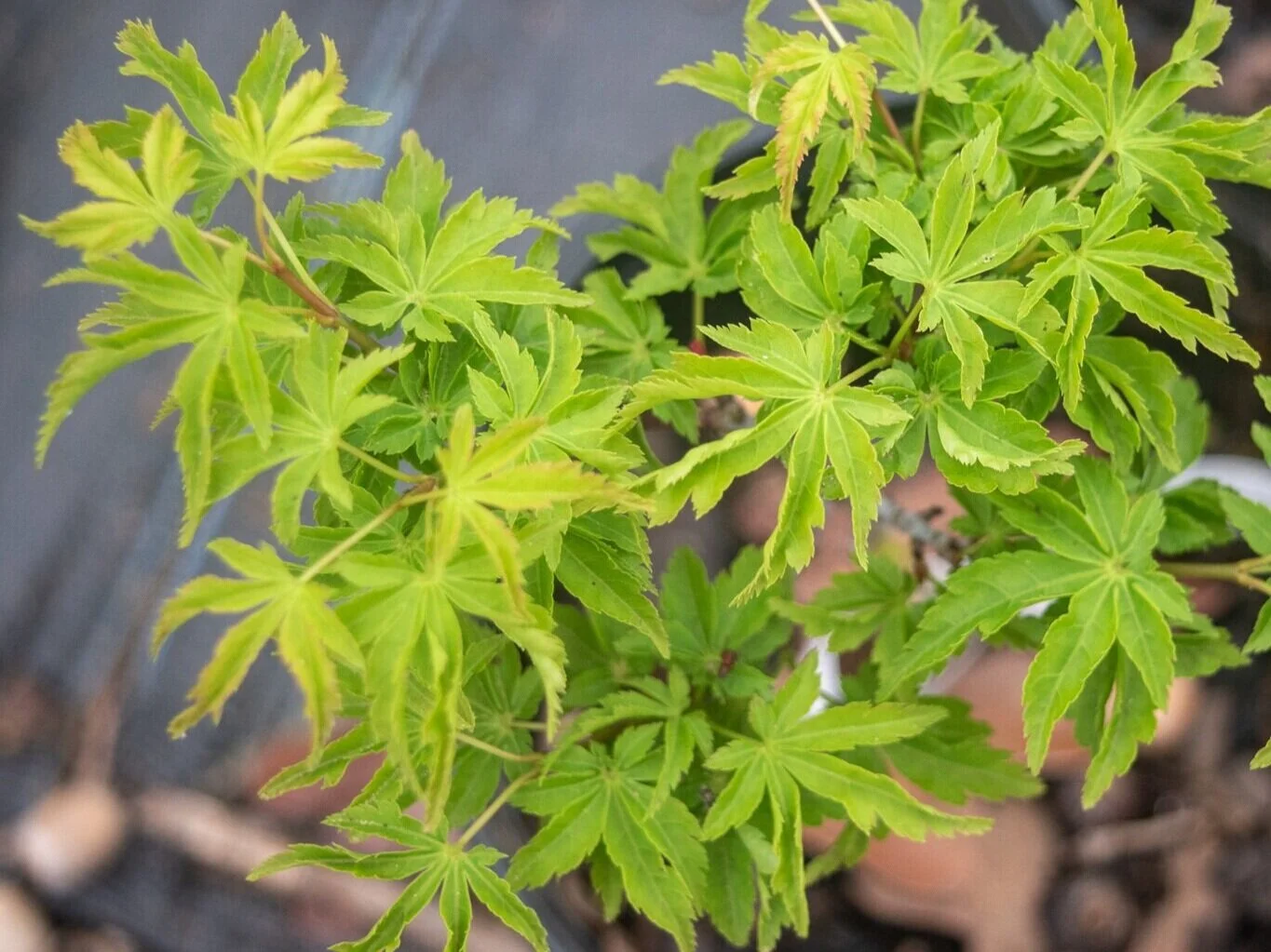 Popular Dwarf Japanese Maples — Metro Maples
