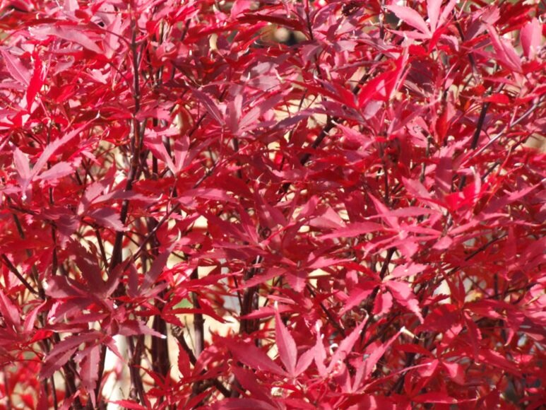Popular Dwarf Japanese Maples — Metro Maples