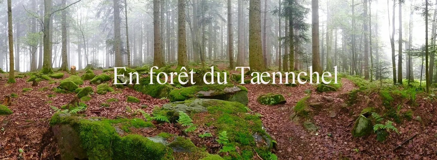 En fôret du Taennchel