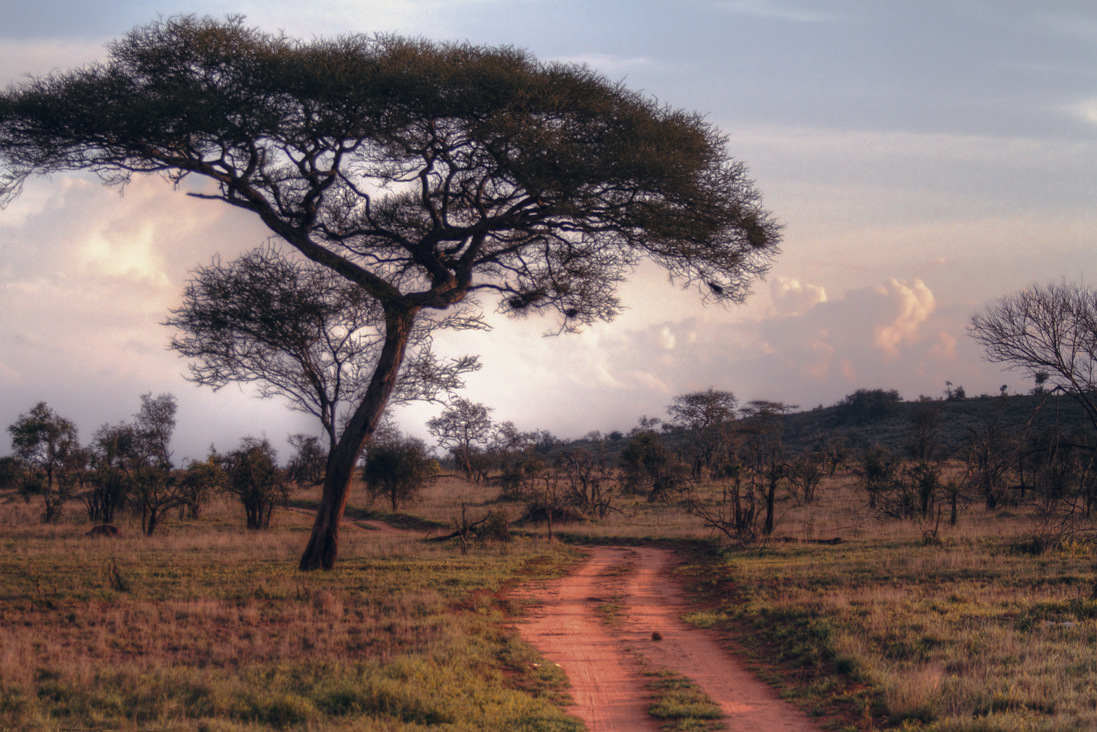 African landscape