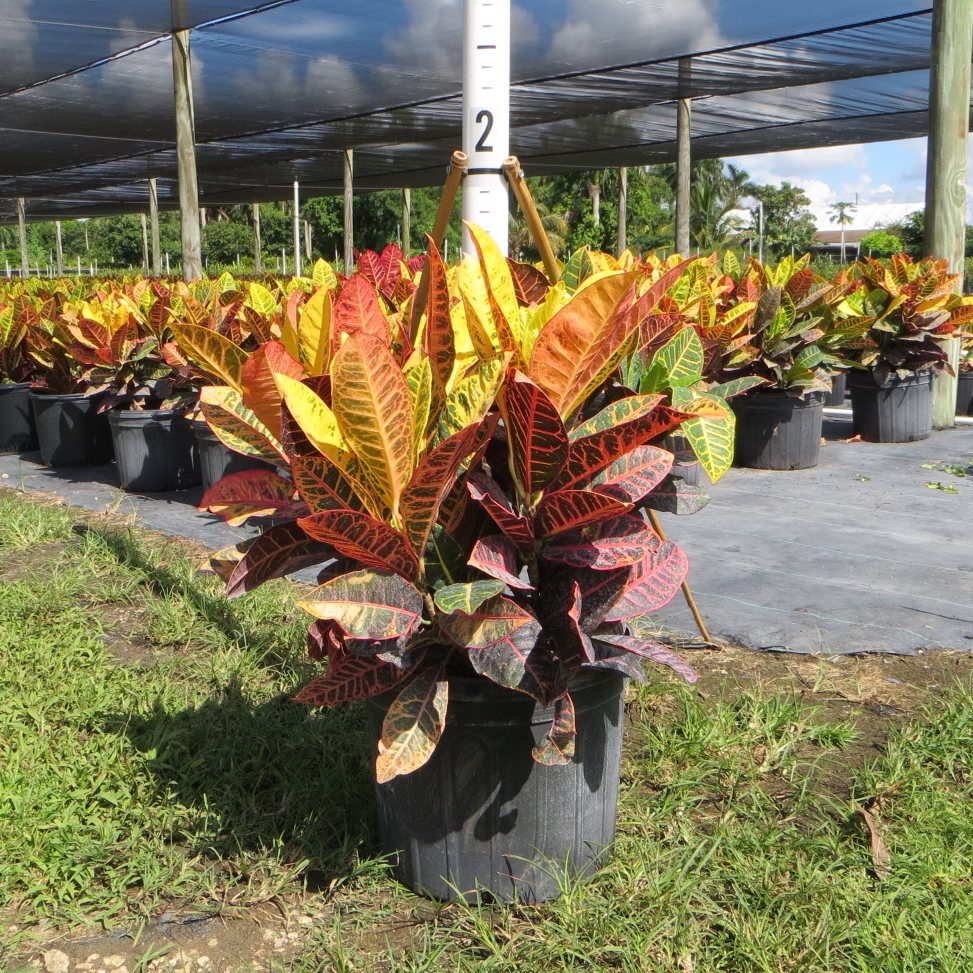 Croton 'Petra' - 7 gal