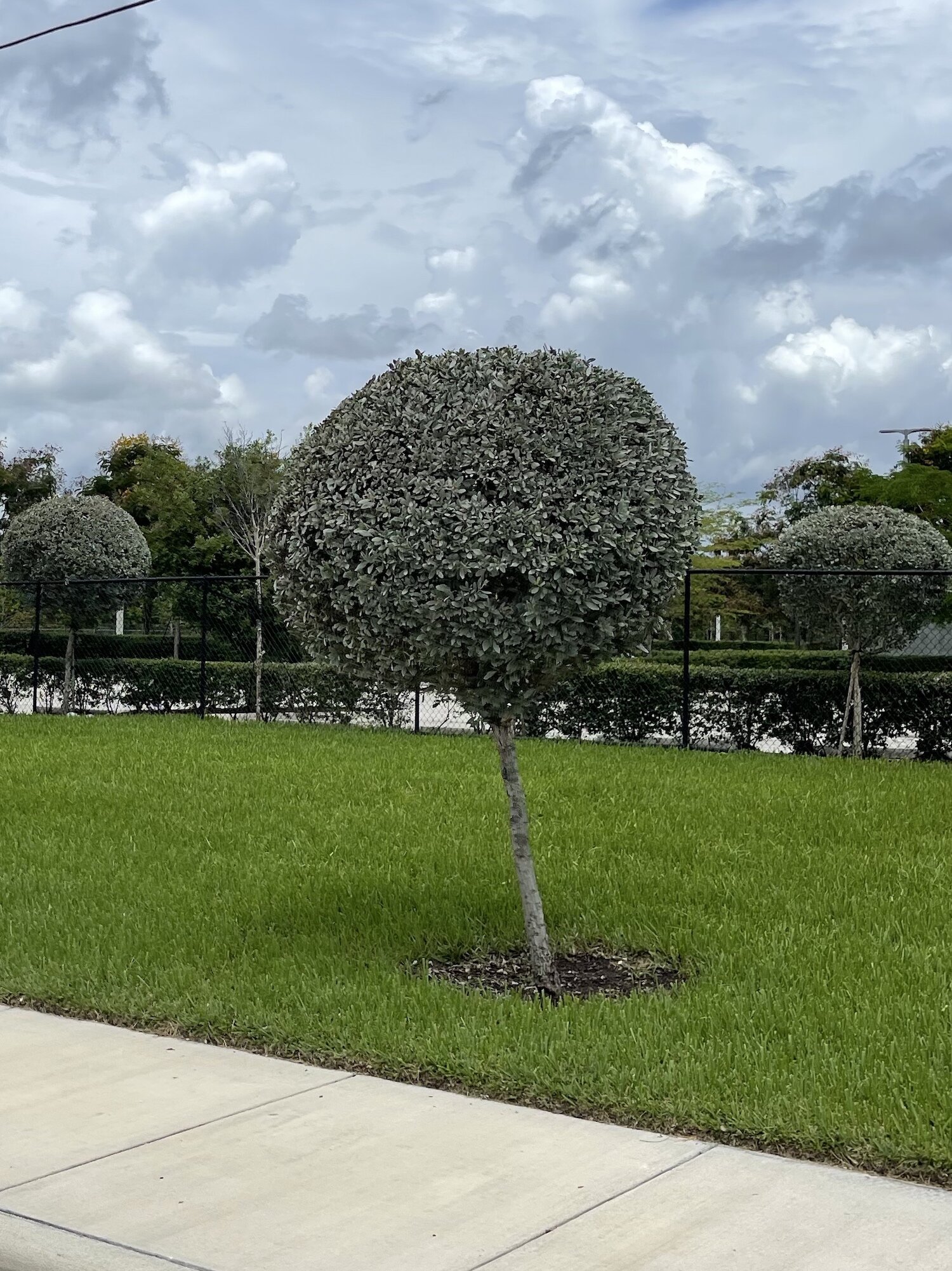 Spherical silver buttonwood trees