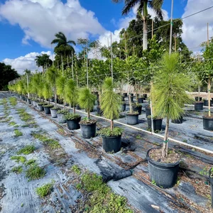 Sunny Tree Farm