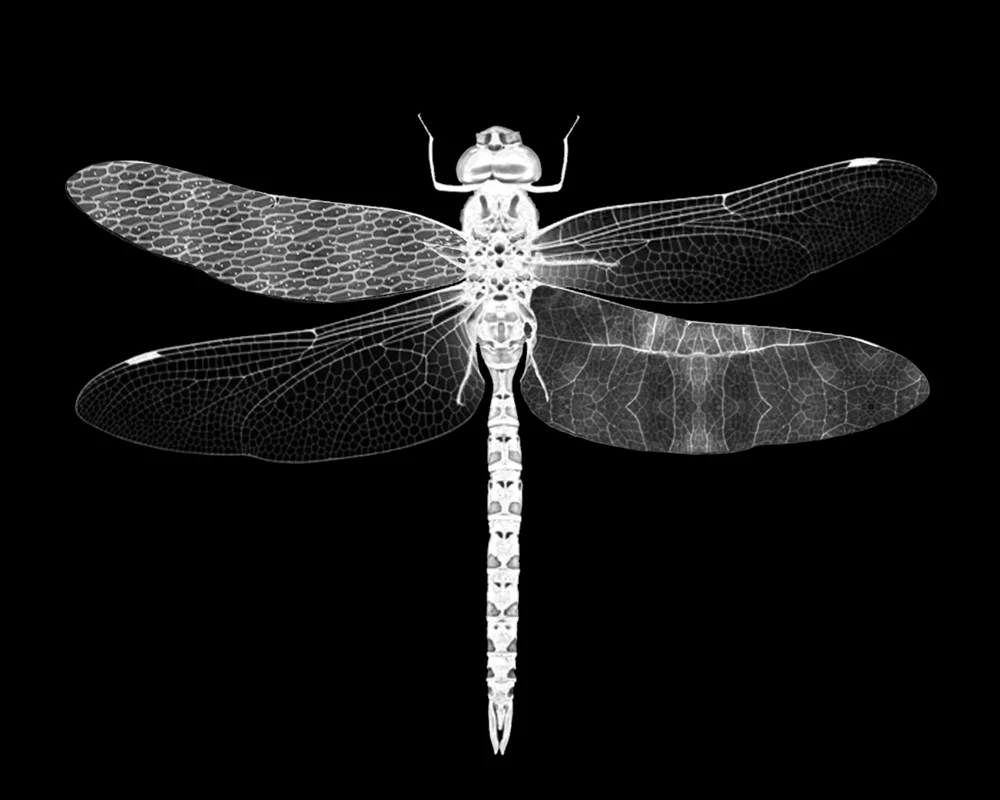 Dragonfly Gelatin Silver Print 30” x 24” 2018