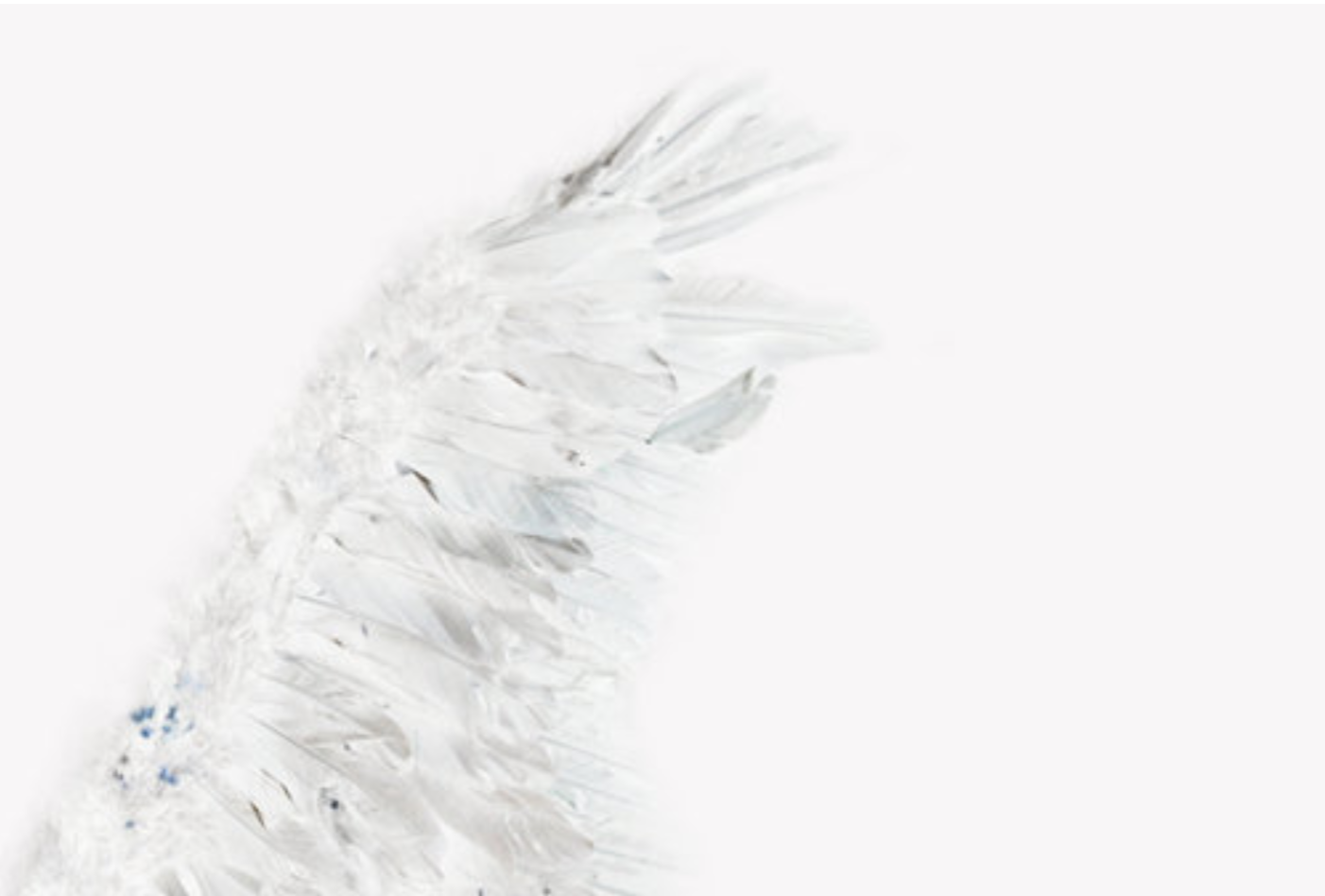 Maritza De Quesada Angel Wing.png