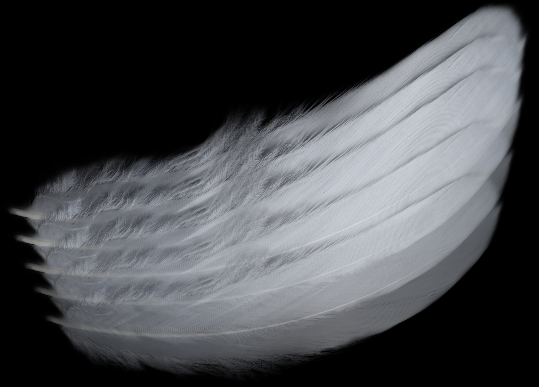 Wings Closeup.png