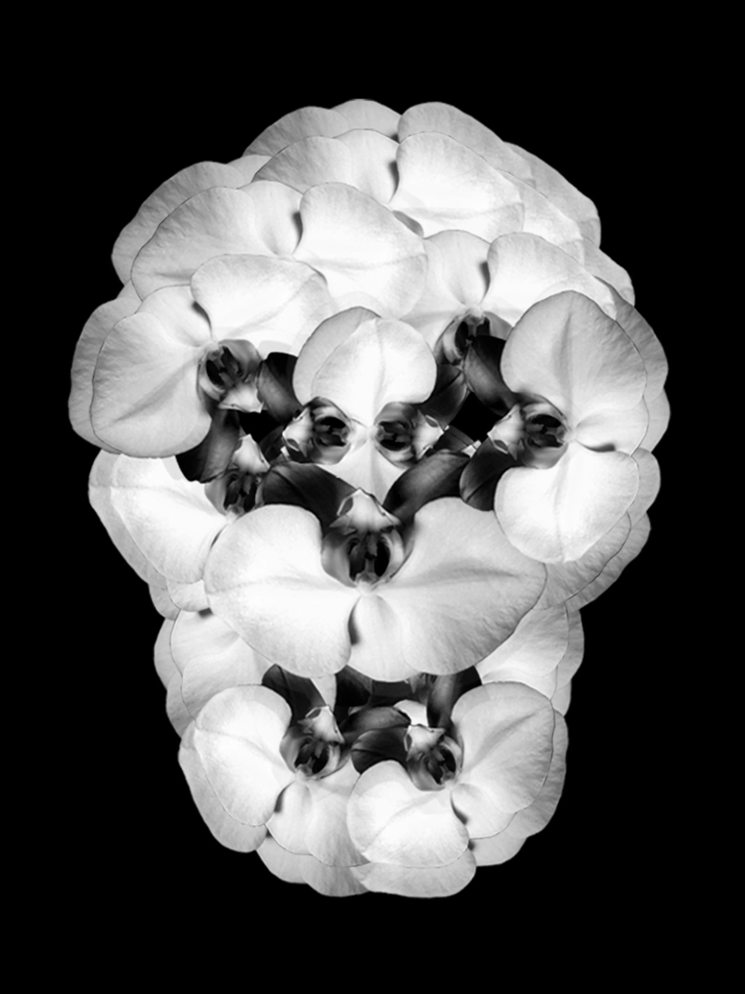 Maritza De Quesada skull_12x9_hires.jpg