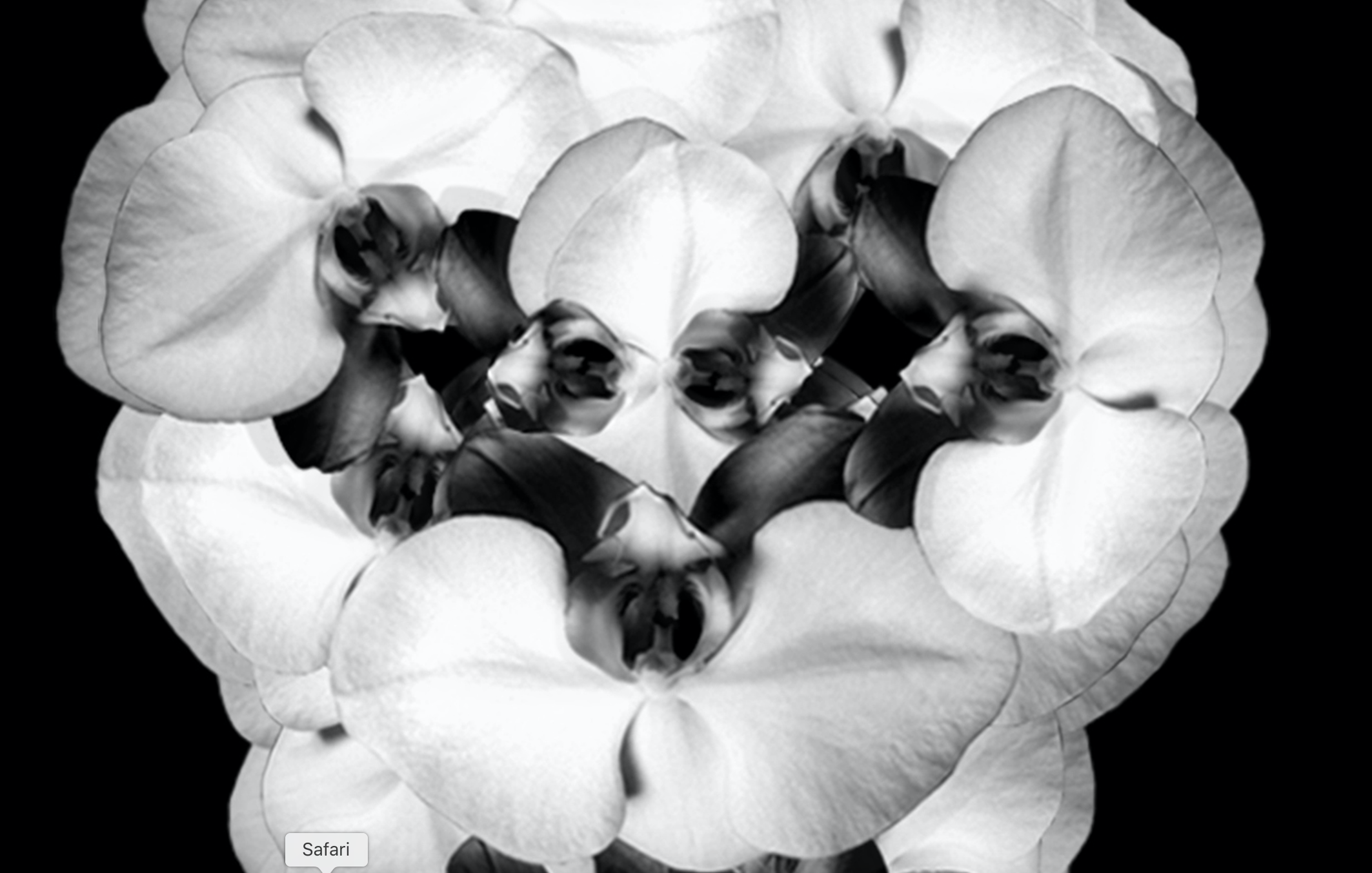 skull close up.png