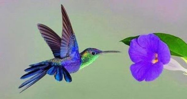 Hummingbird - Horizontal.jpg