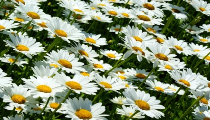 Slanting Daisies.jpg
