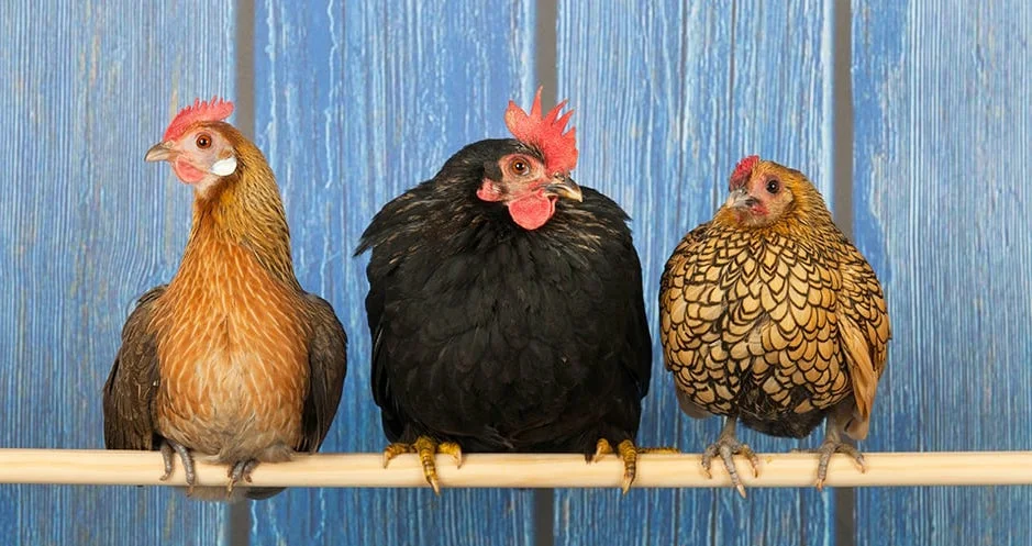 The Hens Of Aging - By Tom Wells