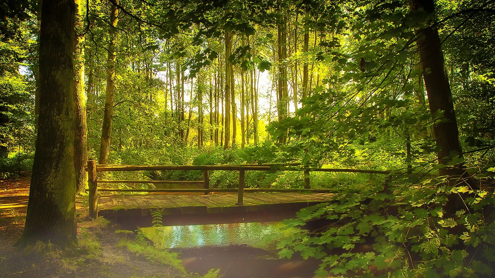 woodland-walks-7.jpg