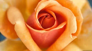 Peach Rose.jpeg